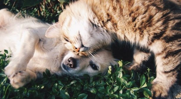 Katze & Hund beim Schmusen